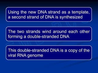 Using the new DNA strand as a template,
a second strand of DNA is synthesized
The two strands wind around each other
forming a double-stranded DNA
This double-stranded DNA is a copy of the
viral RNA genome
 