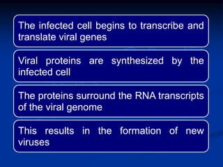 The infected cell begins to transcribe and
translate viral genes
Viral proteins are synthesized by the
infected cell
The proteins surround the RNA transcripts
of the viral genome
This results in the formation of new
viruses
 