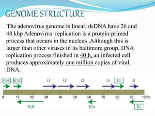 GENOME STRUCTURE
The adenovirus genome is linear, dsDNA have 26 and
48 kbp Adenovirus replication is a protein-primed
process that occurs in the nucleus .Although this is
larger than other viruses in its baltimore group. DNA
replication process finished in 40 h, an infected cell
produces approximately one million copies of viral
DNA.
 