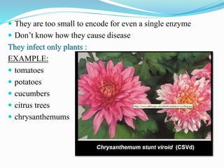  They are too small to encode for even a single enzyme
 Don’t know how they cause disease
They infect only plants :
EXAMPLE:
 tomatoes
 potatoes
 cucumbers
 citrus trees
 chrysanthemums
 
