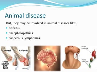 Animal disease
But, they may be involved in animal diseases like:
 arthritis
 encephalopathies
 cancerous lymphomas
 