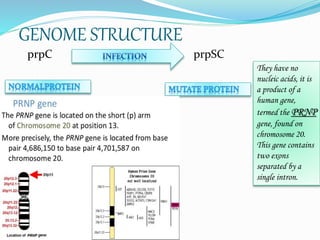 GENOME STRUCTURE
prpC prpSC
They have no
nucleic acids, it is
a product of a
human gene,
termed the PRNP
gene, found on
chromosome 20.
This gene contains
two exons
separated by a
single intron.
 