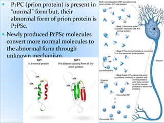  PrPC (prion protein) is present in
“normal” form but, their
abnormal form of prion protein is
PrPSc.
 Newly produced PrPSc molecules
convert more normal molecules to
the abnormal form through
unknown mechanism.
 