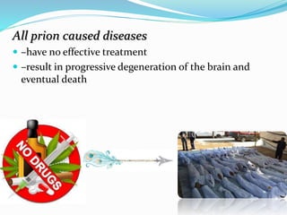 All prion caused diseases
 –have no effective treatment
 –result in progressive degeneration of the brain and
eventual death
 