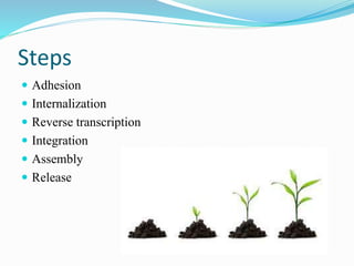 Steps
 Adhesion
 Internalization
 Reverse transcription
 Integration
 Assembly
 Release
 