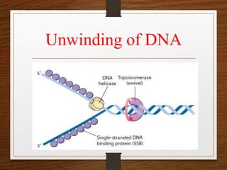 Replication | PPTX | Chemistry | Science
