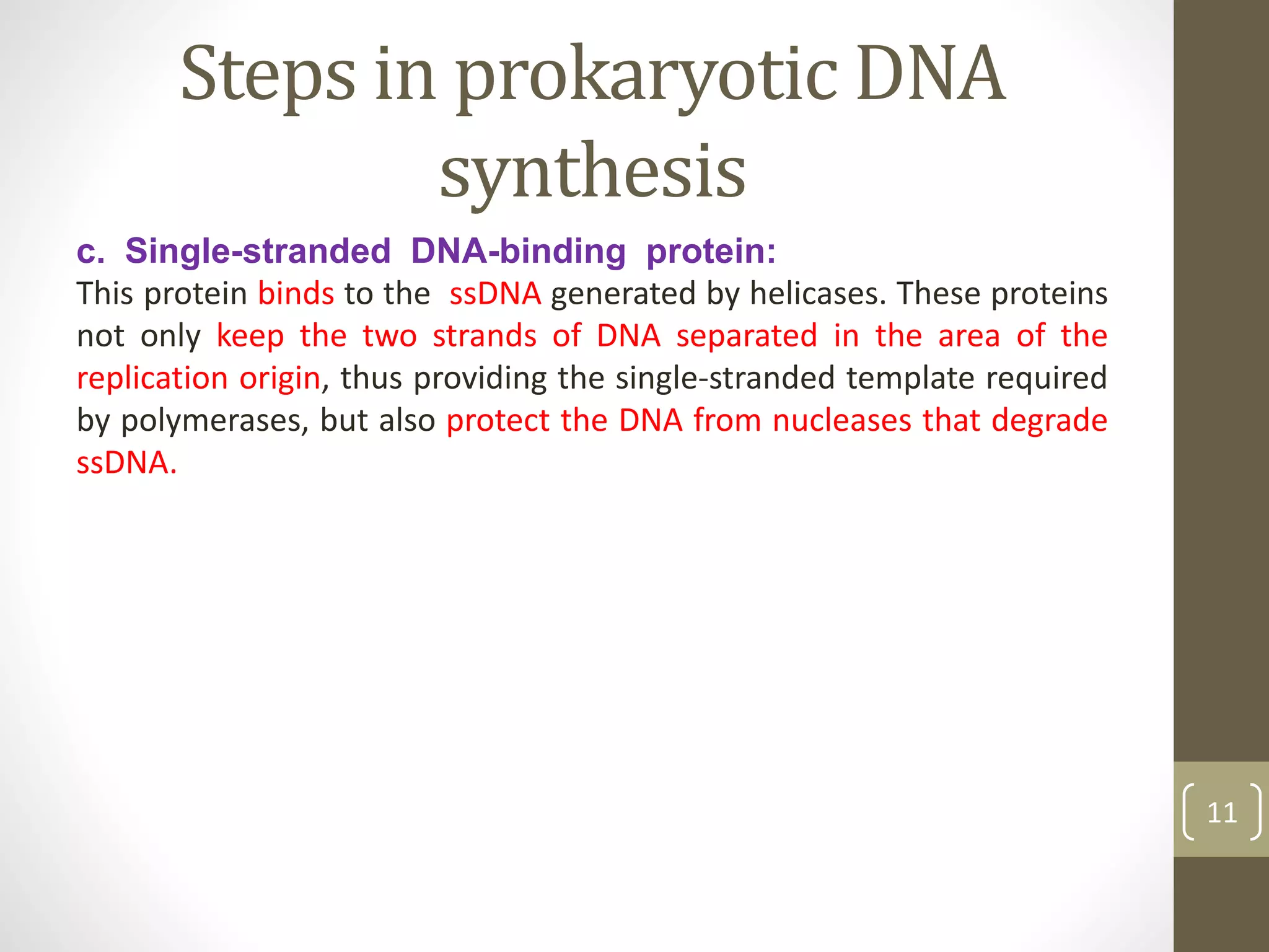 Steps in prokaryotic DNA
synthesis
c. Single-stranded DNA-binding protein:
This protein binds to the ssDNA generated by helicases. These proteins
not only keep the two strands of DNA separated in the area of the
replication origin, thus providing the single-stranded template required
by polymerases, but also protect the DNA from nucleases that degrade
ssDNA.
11
 