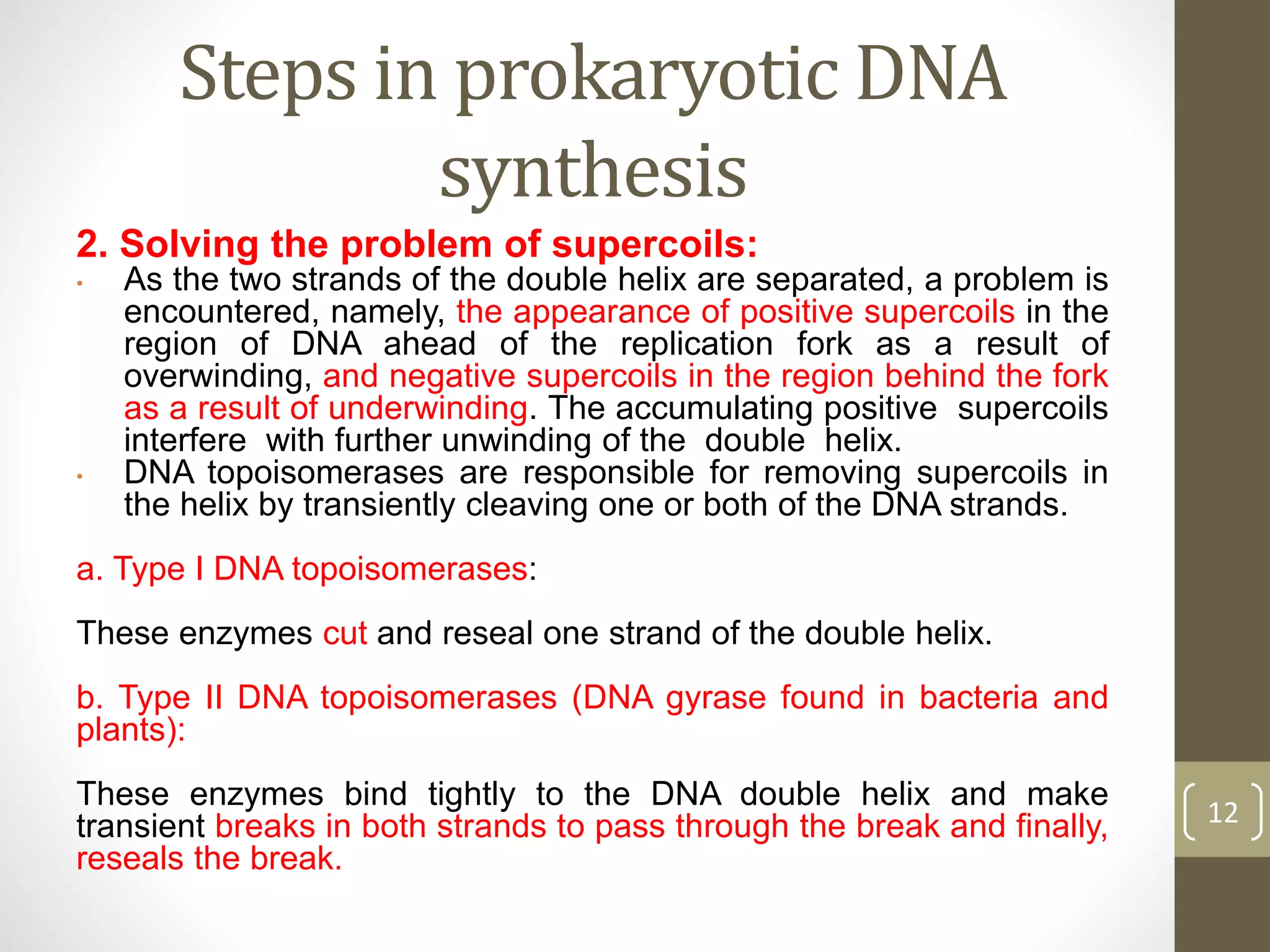 Steps in prokaryotic DNA
synthesis
2. Solving the problem of supercoils:
• As the two strands of the double helix are separated, a problem is
encountered, namely, the appearance of positive supercoils in the
region of DNA ahead of the replication fork as a result of
overwinding, and negative supercoils in the region behind the fork
as a result of underwinding. The accumulating positive supercoils
interfere with further unwinding of the double helix.
• DNA topoisomerases are responsible for removing supercoils in
the helix by transiently cleaving one or both of the DNA strands.
a. Type I DNA topoisomerases:
These enzymes cut and reseal one strand of the double helix.
b. Type II DNA topoisomerases (DNA gyrase found in bacteria and
plants):
These enzymes bind tightly to the DNA double helix and make
transient breaks in both strands to pass through the break and finally,
reseals the break.
12
 