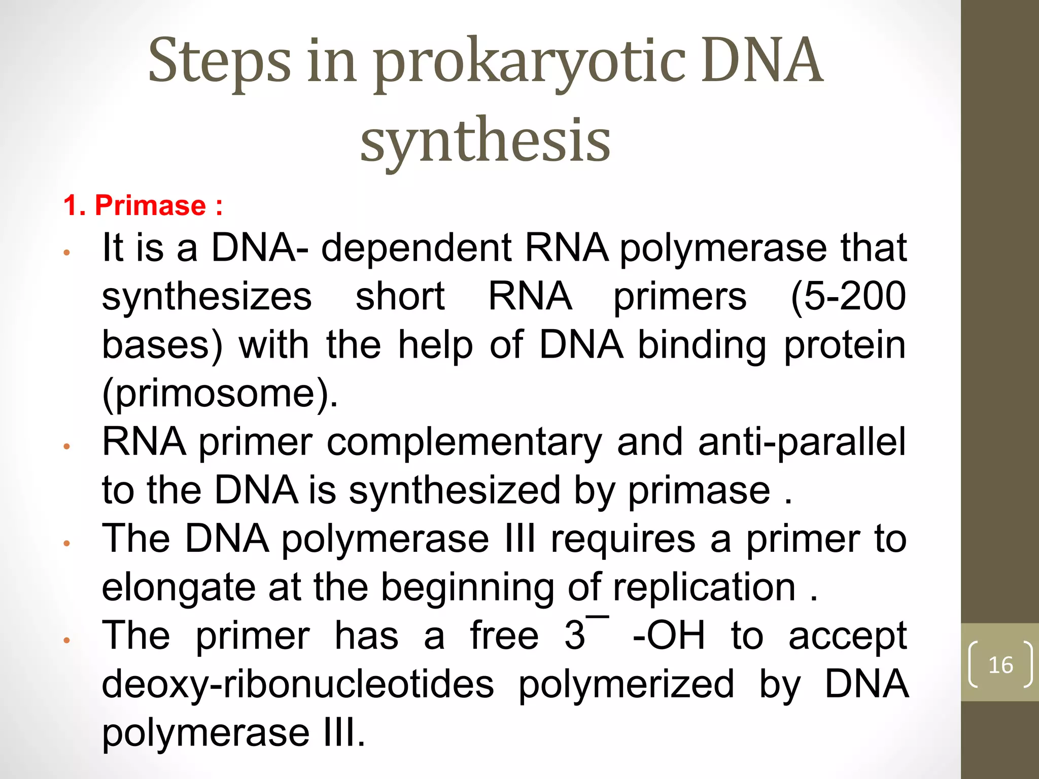 Steps in prokaryotic DNA
synthesis
1. Primase :
• It is a DNA- dependent RNA polymerase that
synthesizes short RNA primers (5-200
bases) with the help of DNA binding protein
(primosome).
• RNA primer complementary and anti-parallel
to the DNA is synthesized by primase .
• The DNA polymerase III requires a primer to
elongate at the beginning of replication .
• The primer has a free 3¯ -OH to accept
deoxy-ribonucleotides polymerized by DNA
polymerase III.
16
 
