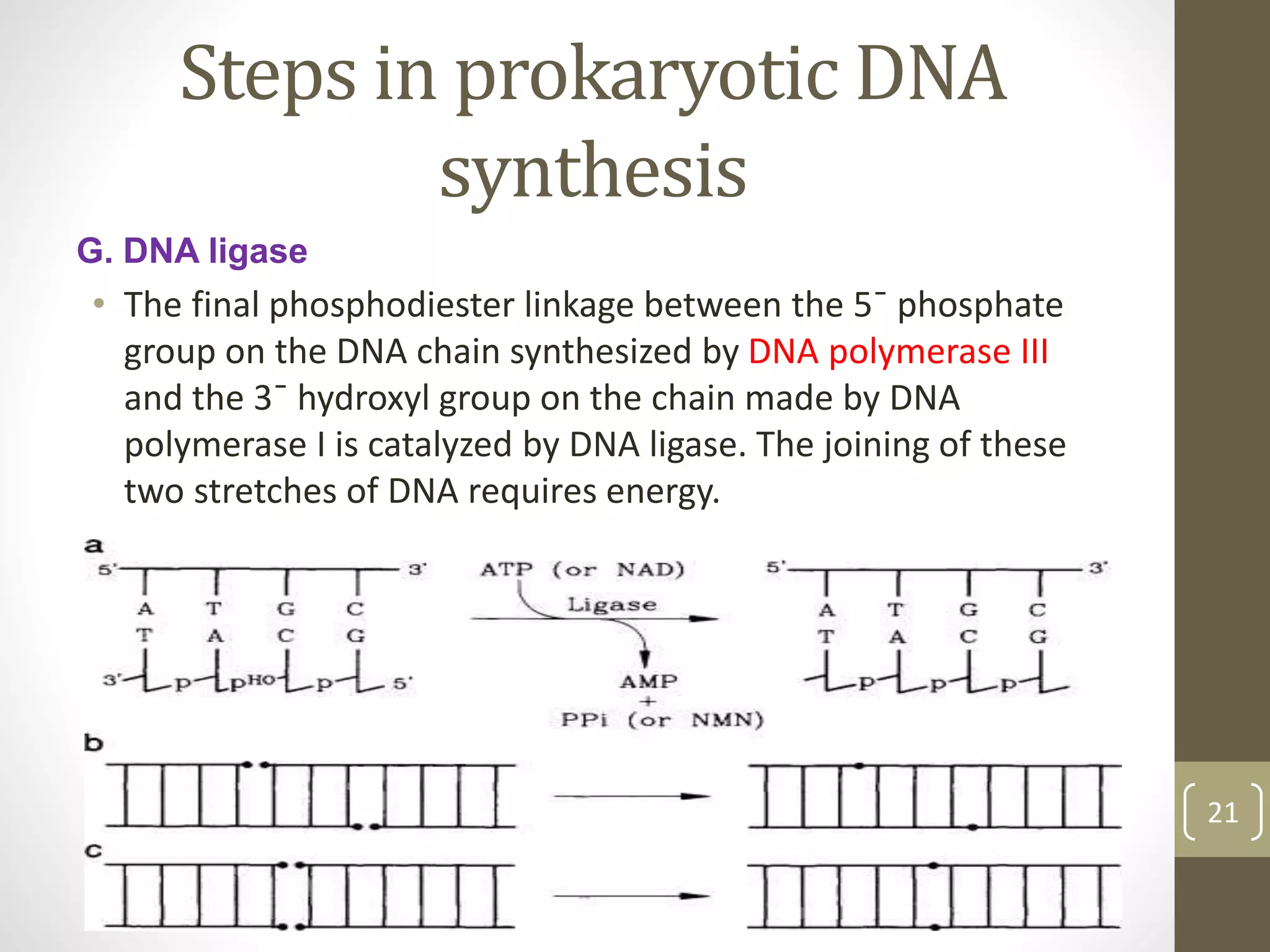 Steps in prokaryotic DNA
synthesis
G. DNA ligase
• The final phosphodiester linkage between the 5¯ phosphate
group on the DNA chain synthesized by DNA polymerase III
and the 3¯ hydroxyl group on the chain made by DNA
polymerase I is catalyzed by DNA ligase. The joining of these
two stretches of DNA requires energy.
21
 
