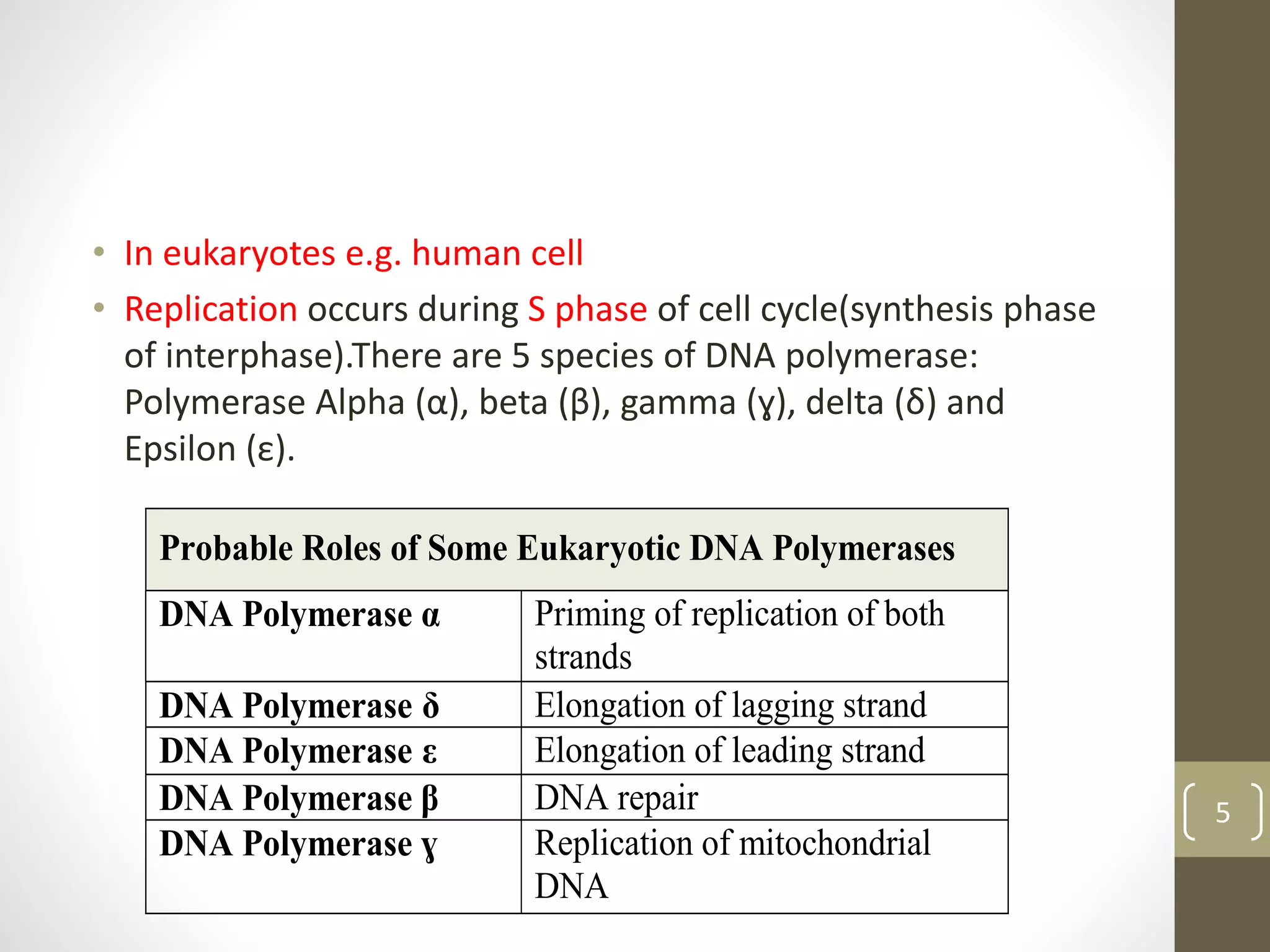 • In eukaryotes e.g. human cell
• Replication occurs during S phase of cell cycle(synthesis phase
of interphase).There are 5 species of DNA polymerase:
Polymerase Alpha (α), beta (β), gamma (ɣ), delta (δ) and
Epsilon (ε).
Probable Roles of Some Eukaryotic DNA Polymerases
DNA Polymerase α Priming of replication of both
strands
DNA Polymerase δ Elongation of lagging strand
DNA Polymerase ε Elongation of leading strand
DNA Polymerase β DNA repair
DNA Polymerase ɣ Replication of mitochondrial
DNA
5
 