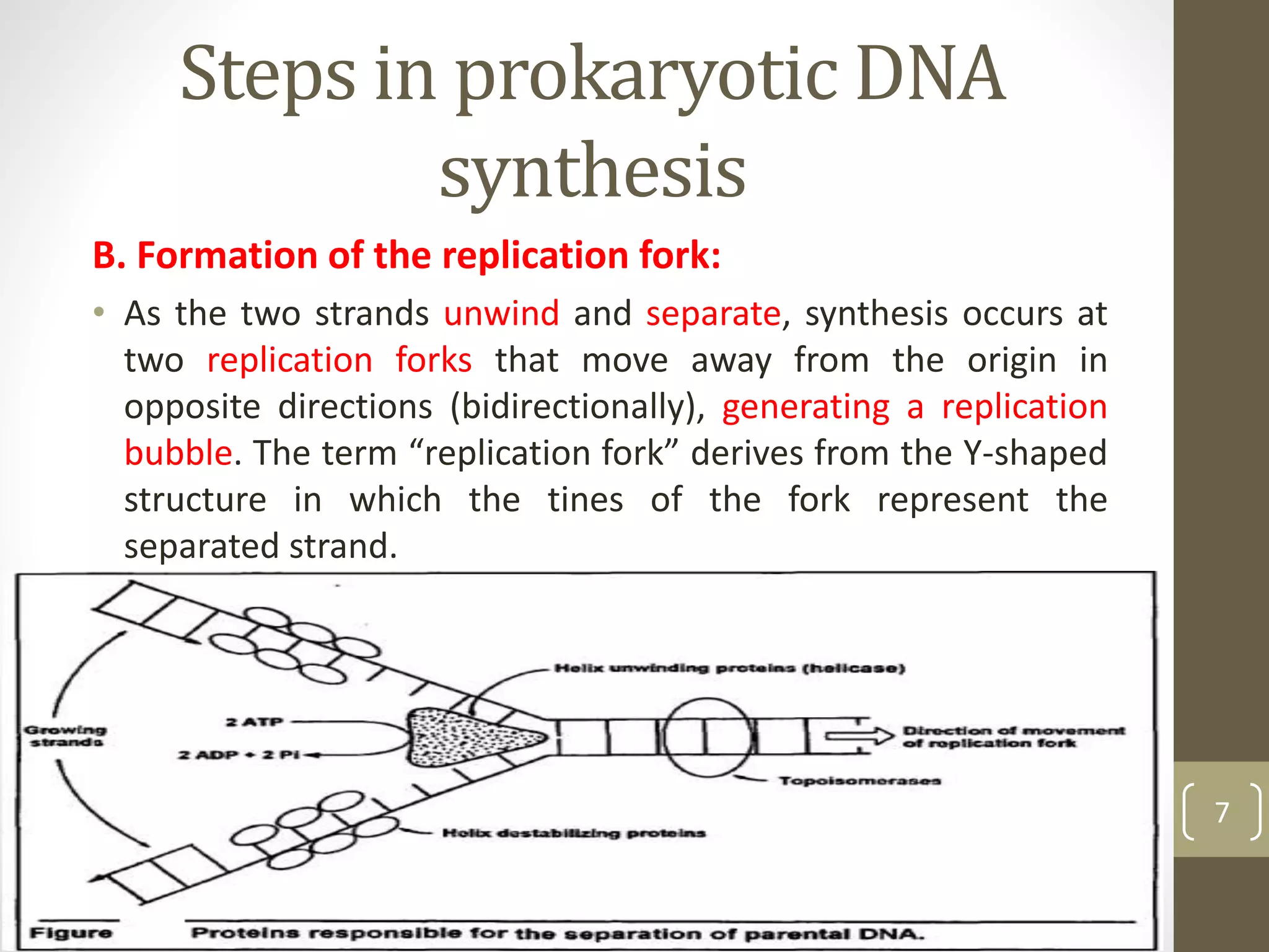 Steps in prokaryotic DNA
synthesis
B. Formation of the replication fork:
• As the two strands unwind and separate, synthesis occurs at
two replication forks that move away from the origin in
opposite directions (bidirectionally), generating a replication
bubble. The term “replication fork” derives from the Y-shaped
structure in which the tines of the fork represent the
separated strand.
7
 
