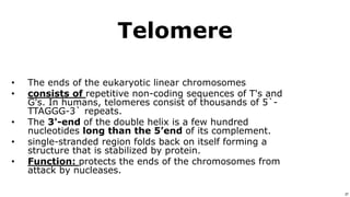 27
Use or disclosure of data contained on this sheet is subject to the restriction on the title page of this proposal or quotation. 27
Telomere
• The ends of the eukaryotic linear chromosomes
• consists of repetitive non-coding sequences of T's and
G's. In humans, telomeres consist of thousands of 5`-
TTAGGG-3` repeats.
• The 3'-end of the double helix is a few hundred
nucleotides long than the 5’end of its complement.
• single-stranded region folds back on itself forming a
structure that is stabilized by protein.
• Function: protects the ends of the chromosomes from
attack by nucleases.
 