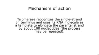 30
Use or disclosure of data contained on this sheet is subject to the restriction on the title page of this proposal or quotation. 30
Mechanism of action
Telomerase recognizes the single-strand
3` terminus and uses its RNA molecule as
a template to elongate the parental strand
by about 100 nucleotides (the process
may be repeated).
 