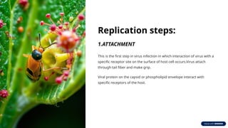 Replication steps:
1.ATTACHMENT
This is the first step in virus infection in which interaction of virus with a
specific receptor site on the surface of host cell occurs.Virus attach
through tail fiber and make grip.
Viral protein on the capsid or phospholipid envelope interact with
specific receptors of the host.
 