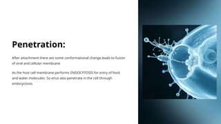 Penetration:
After attachment there are some conformational change.leads to fusion
of viral and cellular membrane
As the host cell membrane performs ENDOCYTOSIS for entry of food
and water molecules. So virus also penetrate in the cell through
endocyctosis.
 
