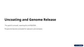 Uncoating and Genome Release
The capsid is removed , exposing the viral RNA/DNA.
The genome becomes accessible for replication and translation
 