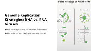 Genome Replication
Strategies: DNA vs. RNA
Viruses
•
● RNA viruses: replicate using RNA- dependent RNA polymerase
•
● DNA viruses: use host's DNA polymerase or bring their own.
 