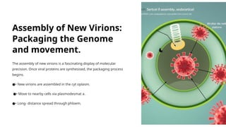 Assembly of New Virions:
Packaging the Genome
and movement.
The assembly of new virions is a fascinating display of molecular
precision. Once viral proteins are synthesised, the packaging process
begins.
•
● New virions are assembled in the cyt oplasm.
•
● Move to nearby cells via plasmodesmat a.
•
● Long- distance spread through phloem.
 