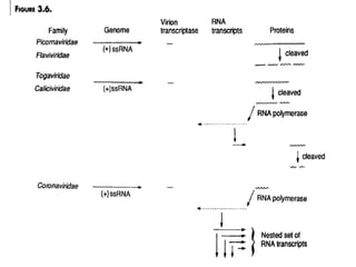 Replication-of-Virus.life cycle of virus | PDF