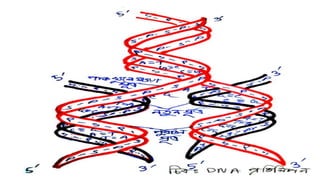 DNA replication process in details ppt format | PPTX