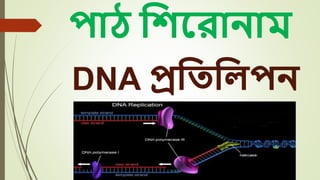 DNA replication process in details ppt format | PPTX