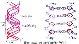 DNA replication process in details ppt format | PPTX
