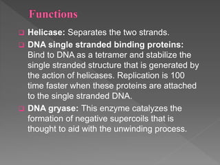  Helicase: Separates the two strands.
 DNA single stranded binding proteins:
Bind to DNA as a tetramer and stabilize the
single stranded structure that is generated by
the action of helicases. Replication is 100
time faster when these proteins are attached
to the single stranded DNA.
 DNA gryase: This enzyme catalyzes the
formation of negative supercoils that is
thought to aid with the unwinding process.
 
