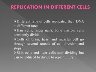Different type of cells replicated their DNA
at different rates
Hair cells, finger nails, bone marrow cells
constantly divide
Cells of brain, heart and muscles cell go
through several rounds of cell division and
stops.
Skin cells and liver cells stop dividing but
can be induced to divide to repair injury
 