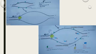 replication and cell cycle | PDF