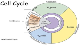 replication and cell cycle | PDF