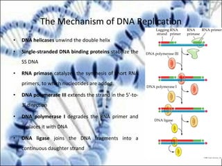 The Mechanism of DNA Replication
• DNA helicases unwind the double helix
• Single-stranded DNA binding proteins stabilize the
SS DNA
• RNA primase catalyzes the synthesis of short RNA
primers, to which nucleotides are added.
• DNA polymerase III extends the strand in the 5’-to-
3’ direction
• DNA polymerase I degrades the RNA primer and
replaces it with DNA
• DNA ligase joins the DNA fragments into a
continuous daughter strand
 