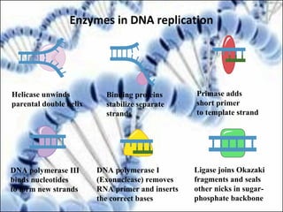 Enzymes in DNA replication
Helicase unwinds
parental double helix
Binding proteins
stabilize separate
strands
DNA polymerase III
binds nucleotides
to form new strands
Ligase joins Okazaki
fragments and seals
other nicks in sugar-
phosphate backbone
Primase adds
short primer
to template strand
DNA polymerase I
(Exonuclease) removes
RNA primer and inserts
the correct bases
 