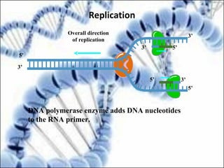 Overall direction
of replication
5’3’
5’
3’
5’
3’
3’5’
DNA polymerase enzyme adds DNA nucleotides
to the RNA primer.
Replication
 
