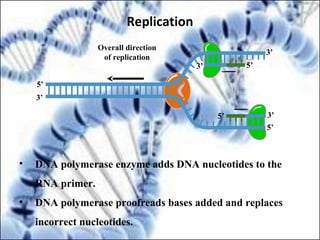 • DNA polymerase enzyme adds DNA nucleotides to the
RNA primer.
• DNA polymerase proofreads bases added and replaces
incorrect nucleotides.
5’
5’
Overall direction
of replication
5’
3’
5’
3’
3’
3’
Replication
 