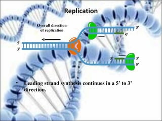 5’
5’3’
5’
3’
3’
5’
3’
Overall direction
of replication
• Leading strand synthesis continues in a 5’ to 3’
direction.
Replication
 