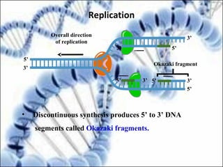 3’5’ 5’
5’3’
5’
3’
3’
5’
3’
Overall direction
of replication
Okazaki fragment
• Discontinuous synthesis produces 5’ to 3’ DNA
segments called Okazaki fragments.
Replication
 