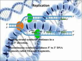 5’
5’ 3’
5’
3’
3’
5’
3’
3’
5’ 5’3’
Leading strand synthesis continues in a
5’ to 3’ direction.
Discontinuous synthesis produces 5’ to 3’ DNA
segments called Okazaki fragments.
Replication
 