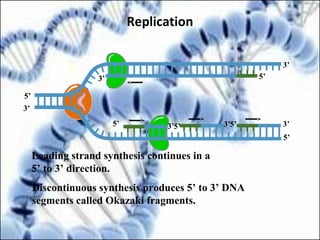 3’
5’
3’
5’
5’ 3’
5’
3’
3’
5’ 5’3’
Leading strand synthesis continues in a
5’ to 3’ direction.
Discontinuous synthesis produces 5’ to 3’ DNA
segments called Okazaki fragments.
Replication
 