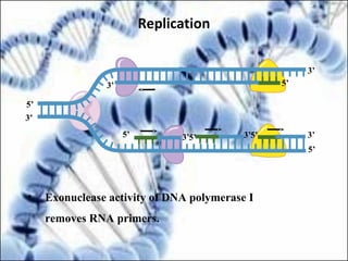 5’
5’
3’ 3’
5’
3’
5’ 3’
5’
3’
3’
5’
• Exonuclease activity of DNA polymerase I
removes RNA primers.
Replication
 