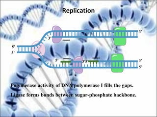 Polymerase activity of DNA polymerase I fills the gaps.
Ligase forms bonds between sugar-phosphate backbone.
3’
5’
3’
5’ 3’
5’
3’
3’
5’
Replication
 