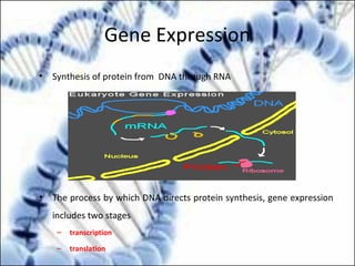 Gene Expression
• Synthesis of protein from DNA through RNA
• The process by which DNA directs protein synthesis, gene expression
includes two stages
– transcription
– translation
 