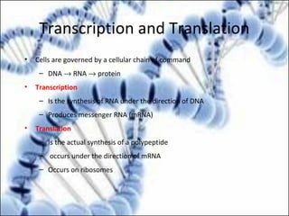 Transcription and Translation
• Cells are governed by a cellular chain of command
– DNA → RNA → protein
• Transcription
– Is the synthesis of RNA under the direction of DNA
– Produces messenger RNA (mRNA)
• Translation
– Is the actual synthesis of a polypeptide
– occurs under the direction of mRNA
– Occurs on ribosomes
 