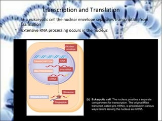 Transcription and Translation
• In a eukaryotic cell the nuclear envelope separates transcription from
translation
• Extensive RNA processing occurs in the nucleus
Eukaryotic cell. The nucleus provides a separate
compartment for transcription. The original RNA
transcript, called pre-mRNA, is processed in various
ways before leaving the nucleus as mRNA.
(b)
TRANSCRIPTION
RNA PROCESSING
TRANSLATION
mRNA
DNA
Pre-mRNA
Polypeptide
Ribosome
Nuclear
envelope
 