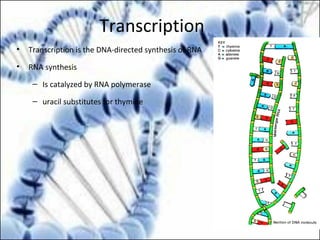 Transcription
• Transcription is the DNA-directed synthesis of RNA
• RNA synthesis
– Is catalyzed by RNA polymerase
– uracil substitutes for thymine
 