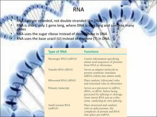 RNA
• RNA is single stranded, not double stranded like DNA
• RNA is short, only 1 gene long, where DNA is very long and contains many
genes
• RNA uses the sugar ribose instead of deoxyribose in DNA
• RNA uses the base uracil (U) instead of thymine (T) in DNA.
Table 17.1
 