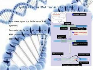 • Promoters signal the initiation of RNA
synthesis
• Transcription factors help eukaryotic
RNA polymerase recognize promoter
sequences
TRANSCRIPTION
RNA PROCESSING
TRANSLATION
DNA
Pre-mRNA
mRNA
Ribosome
Polypeptide
T A T AAA A
ATAT T T T
TATA box Start point Template
DNA strand
5′
3′
3′
5′
Transcription
factors
5′
3′
3′
5′
Promoter
5′
3′
3′
5′5′
RNA polymerase II
Transcription factors
RNA transcript
Transcription initiation complex
Eukaryotic promoters1
Several transcription
factors
2
Additional transcription
factors
3
Synthesis of an RNA Transcript - Initiation
 
