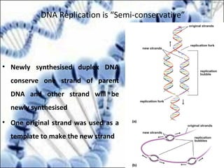 DNA Replication is “Semi-conservative”
• Newly synthesised duplex DNA
conserve one strand of parent
DNA and other strand will be
newly synthesised
• One original strand was used as a
template to make the new strand
 
