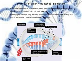 Synthesis of an RNA Transcript - Elongation
• RNA polymerase synthesizes a single strand of RNA against the DNA template strand (anti-sense
strand), adding nucleotides to the 3’ end of the RNA chain
• As RNA polymerase moves along the DNA it continues to untwist the double helix, exposing about
10 to 20 DNA bases at a time for pairing with RNA nucleotides
Elongation
RNA
polymerase
Non-template
strand of DNA
RNA nucleotides
3′ end
C A E G C A A
U
T A G G T T
A
A
C
G
U
A
T
C
A
T C C A A T
T
G
G
3′
5′
5′
Newly made
RNA
Direction of transcription
(“downstream”) Template
strand of DNA
 