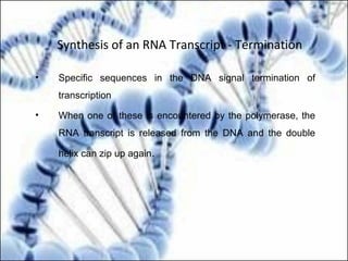 • Specific sequences in the DNA signal termination of
transcription
• When one of these is encountered by the polymerase, the
RNA transcript is released from the DNA and the double
helix can zip up again.
Synthesis of an RNA Transcript - Termination
 